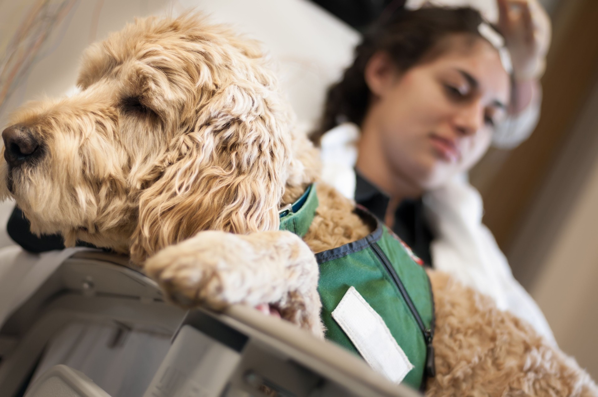 Pet therapy