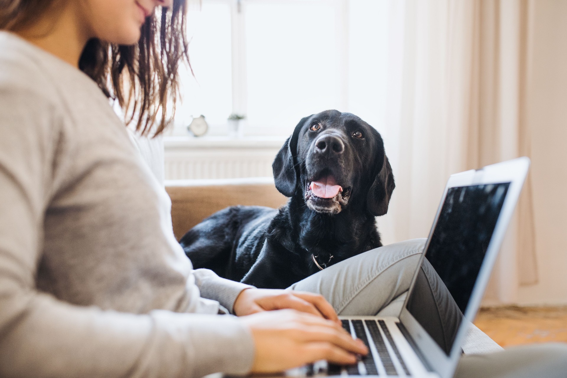 A midsection of teenage girl with a dog sitting on a sofa indoors, working on a laptop.