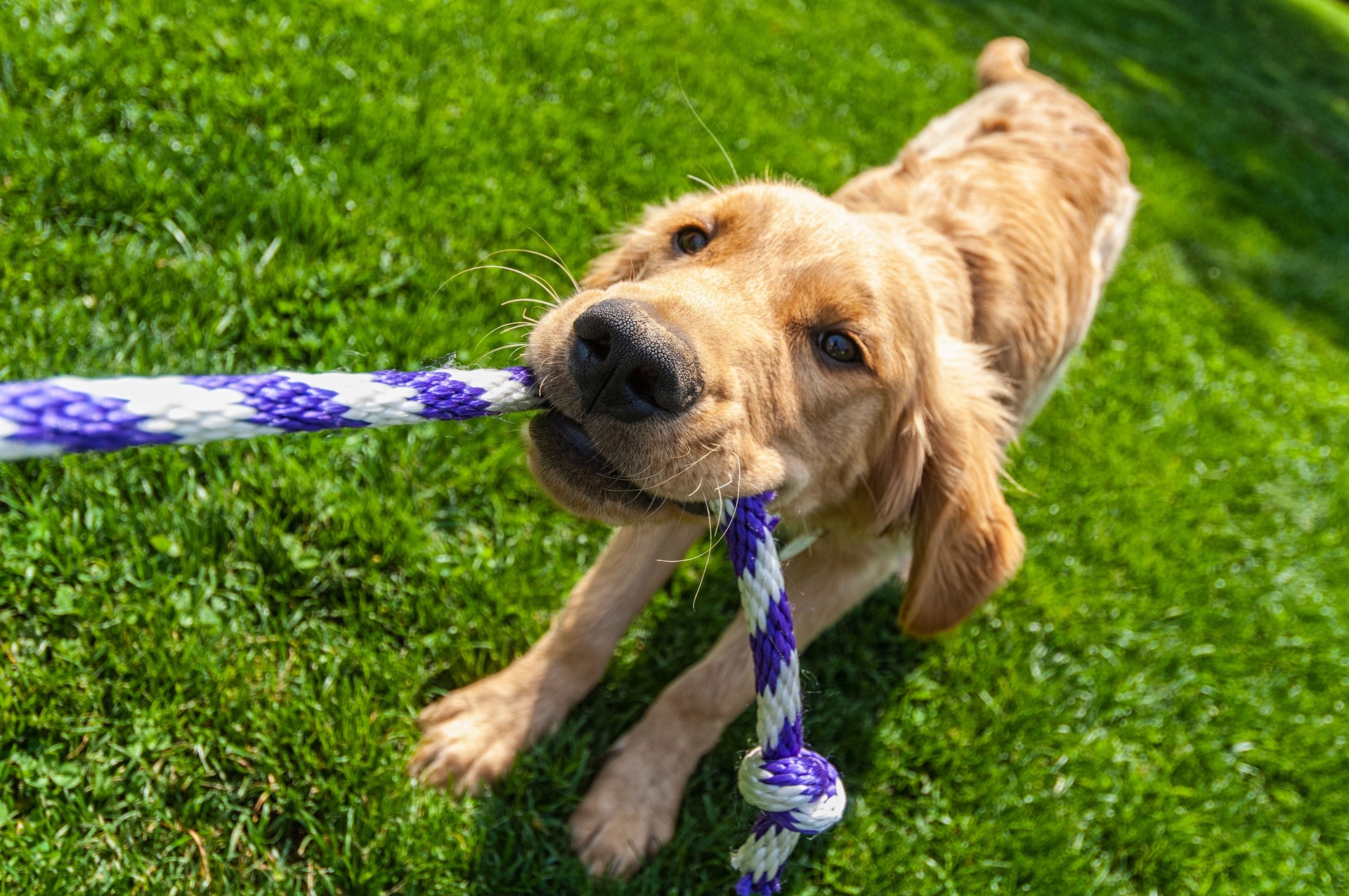 A one year old puppy playing tug-of-war with a rope outside
